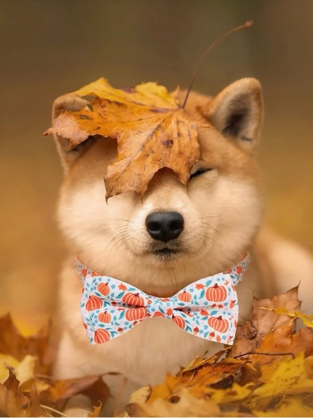 Pumpkin Print Pet Collar with Bow Tie - Orange & White